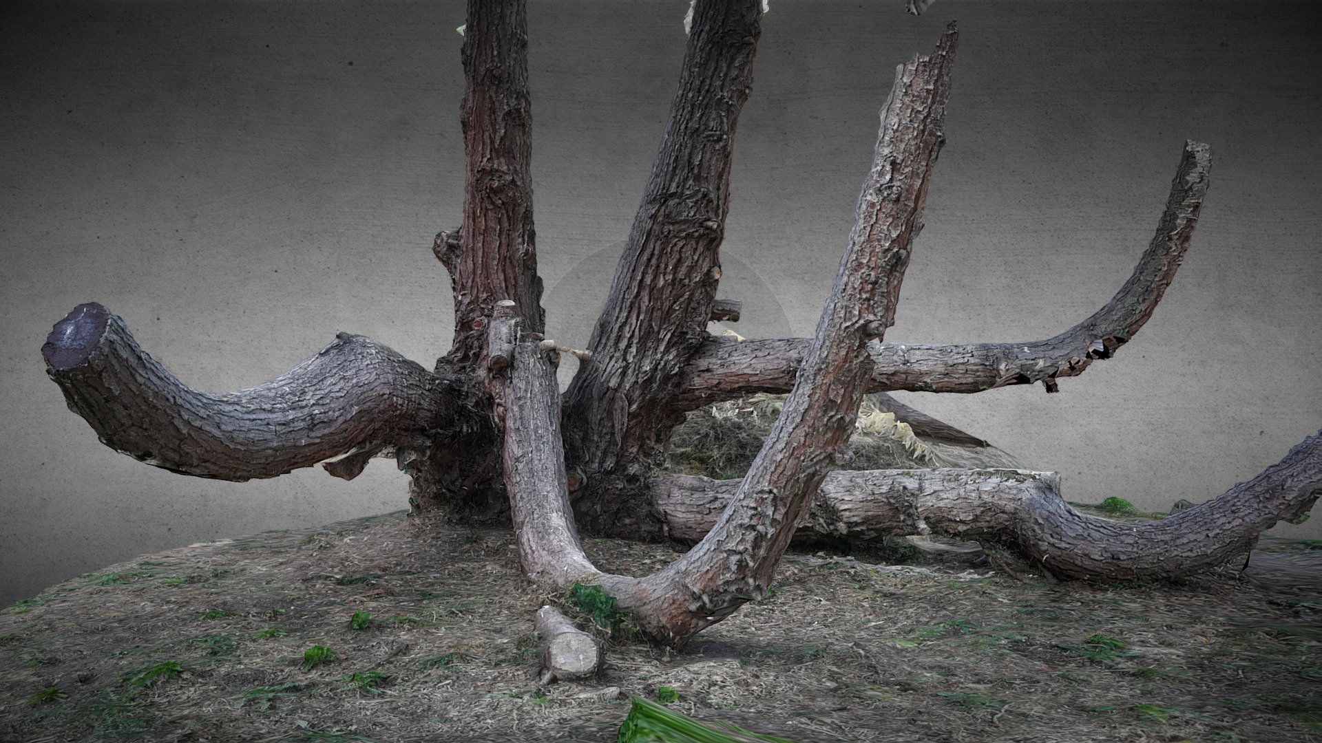 Wierd Tree - Photogrammetry scan