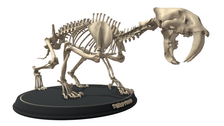 Sabertooth Skeleton 3D Model