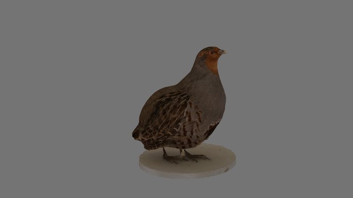 Famous Grouse 3D Model