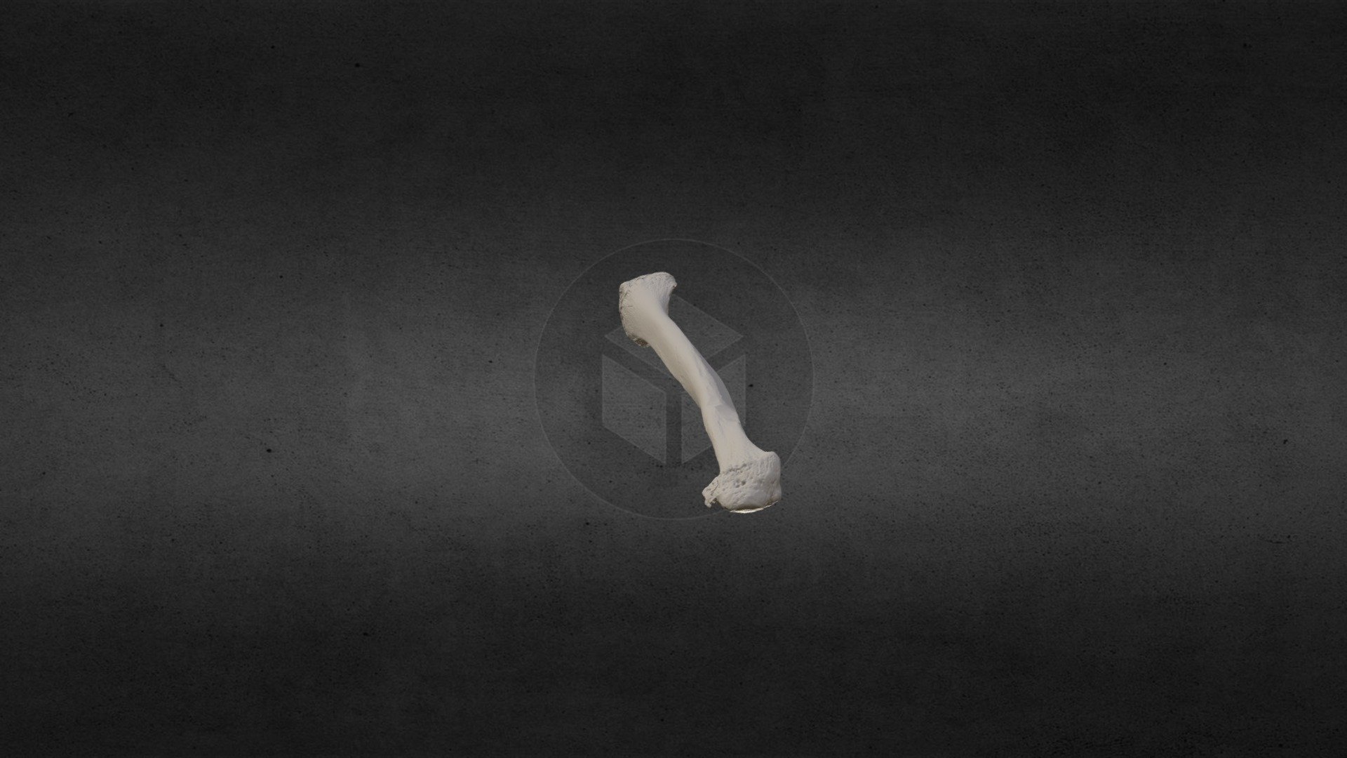 Loxodanta africana (elephant) Right Fibula