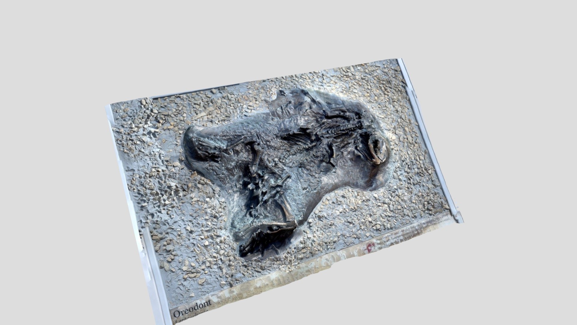 Oreodont