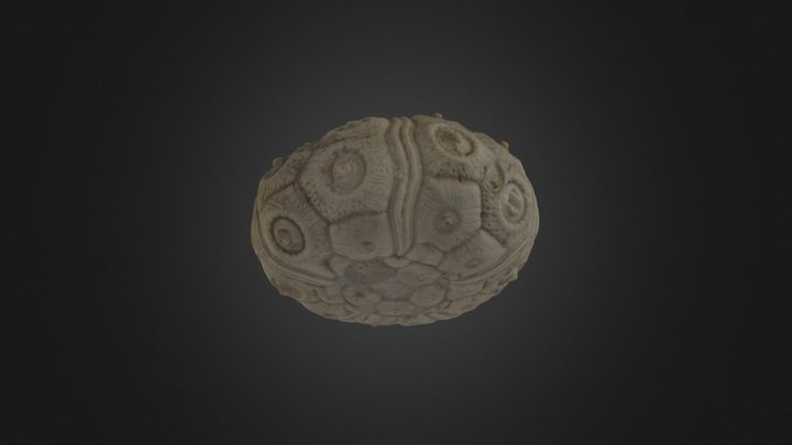 Temnovidaris (stereocidaris) s.p. 3D Model