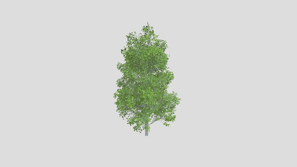Tulip Poplar Tree