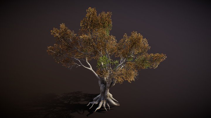 Beech Tree 3D Model