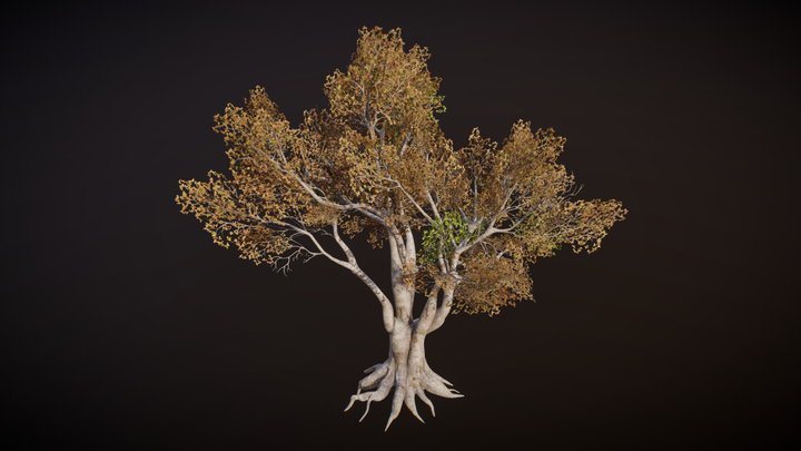 Beech Tree 3D Model