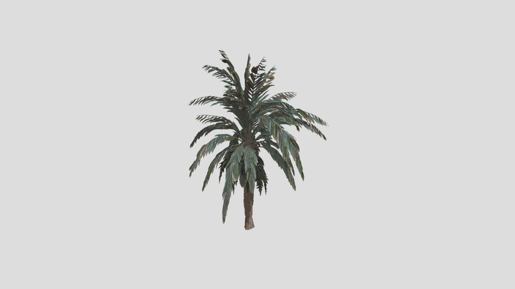 Tree Palm