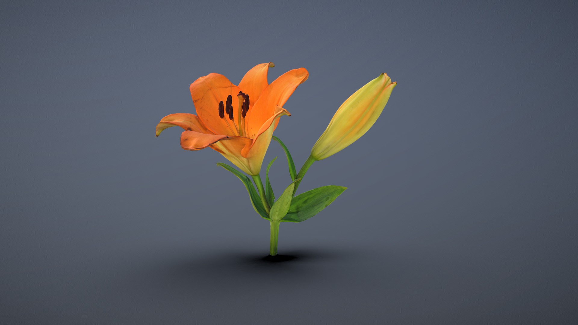 3D model Lilium lancifolium / Tiger Lily - This is a 3D model of the Lilium lancifolium / Tiger Lily. The 3D model is about a couple orange flowers.