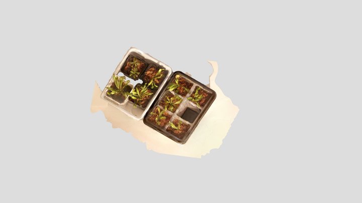 Dionaea muscipula and Drosera 捕蝇草和茅膏菜 3D Model