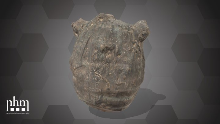 Bulb of an Araceae (NHMW-AFW-DING-0046-011) – Modèle 3D gratuit STL