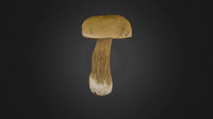Boletus edulis mushroom 3D Model
