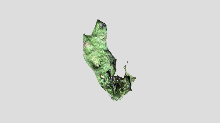 Planta batata 3D Model