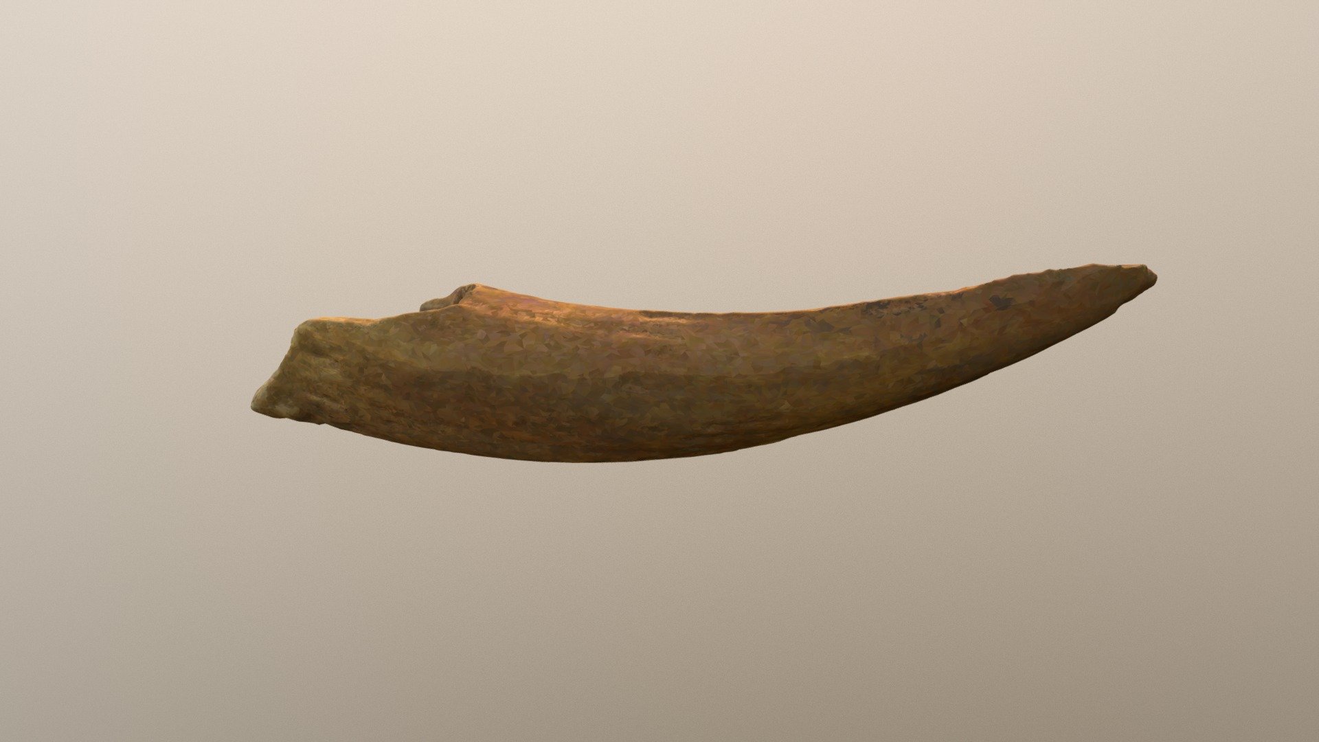 Animal horn (VCU_3D_2144) Download Free 3D model by Virtual Curation