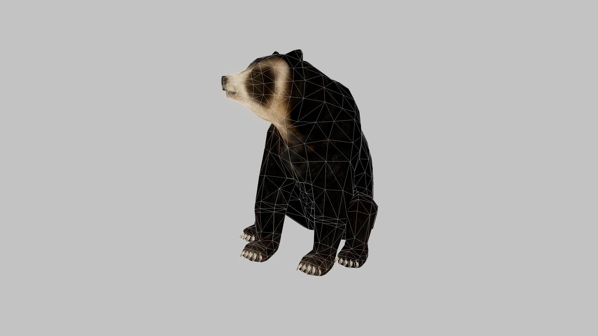 Oso de anteojos (Spectacled bear) - 3D model by hedagora (@hedagora)  [d4d754e]