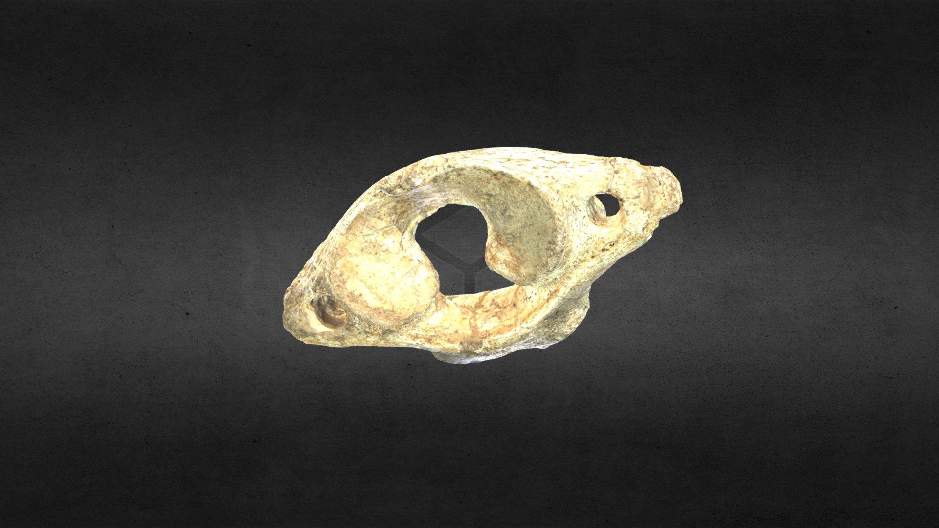 Mammuthus columbi (mammoth) Atlas MSL 2448