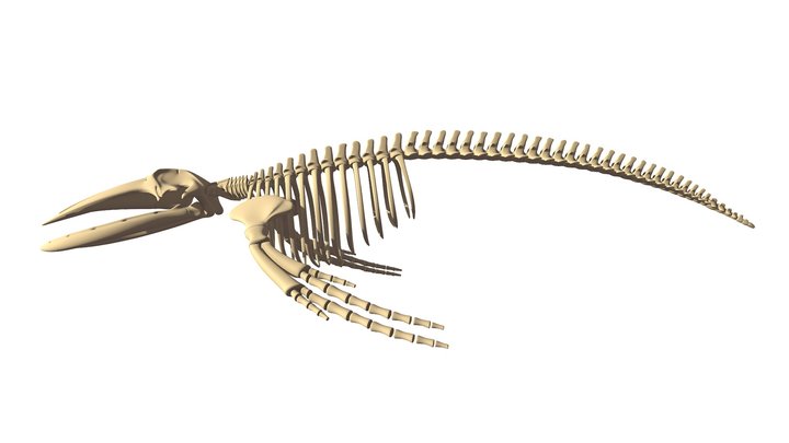 Humpback Whale Skeleton 3D Model