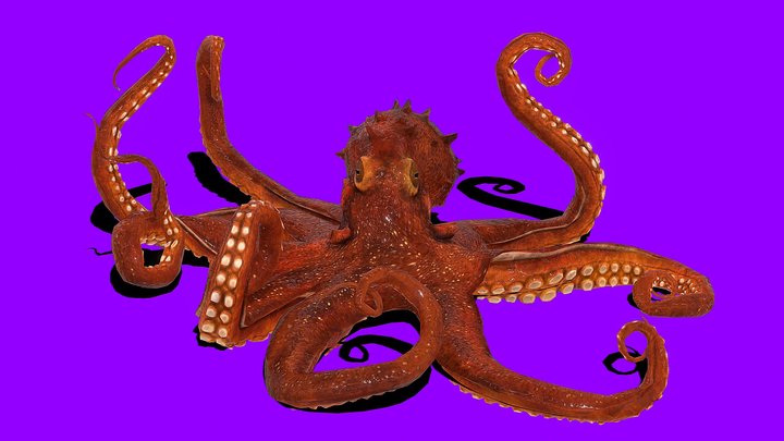 ll O ll C ll T ll O ll 3D Model