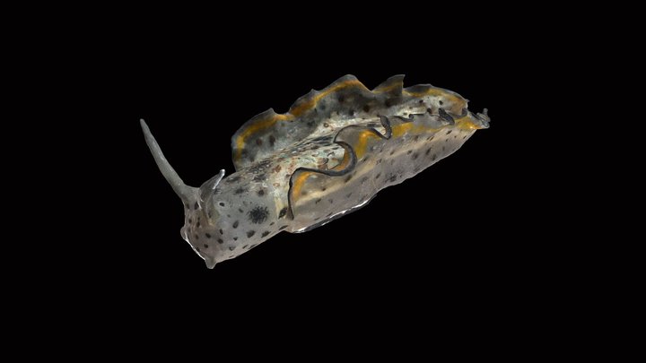 Blaschka Nudibranch 3D Model