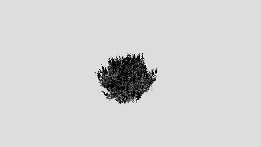Shurb Caryopteris Bluebeard Animated