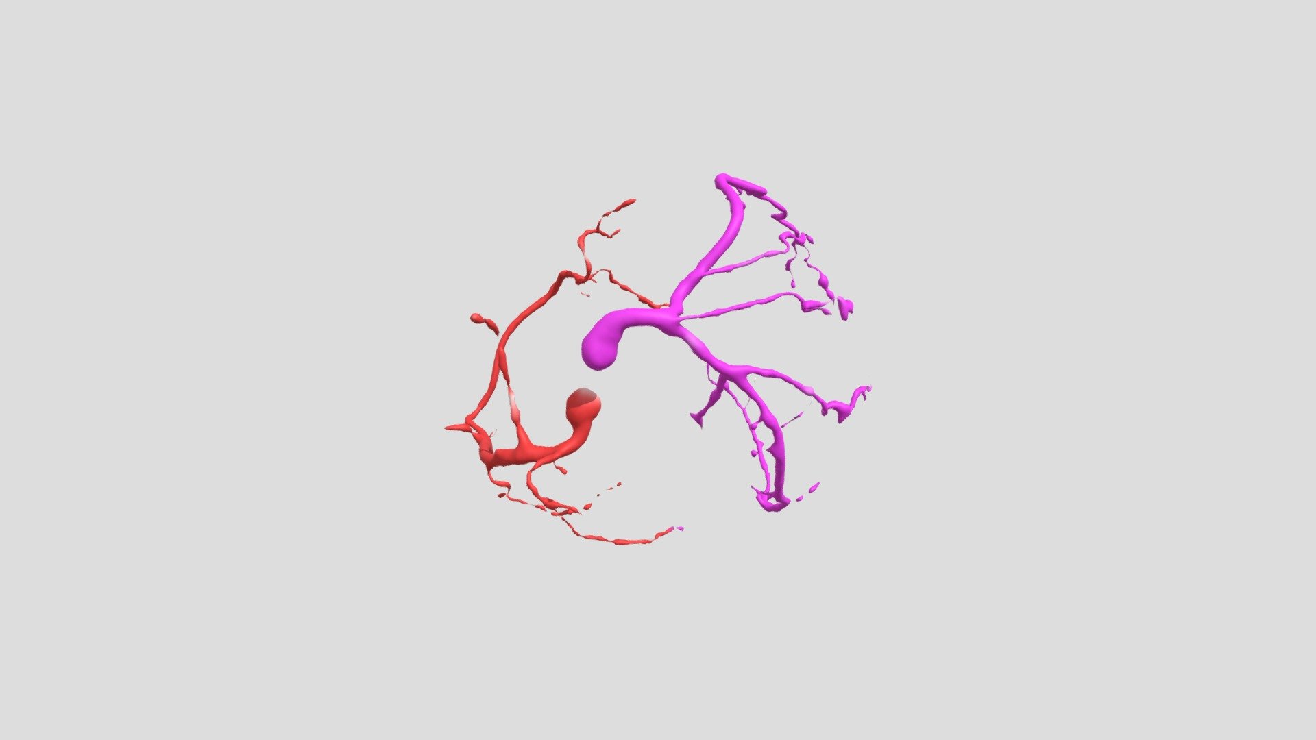 CORONARY ARTERIES STL/CT - Download Free 3D model by Chair_Digital ...