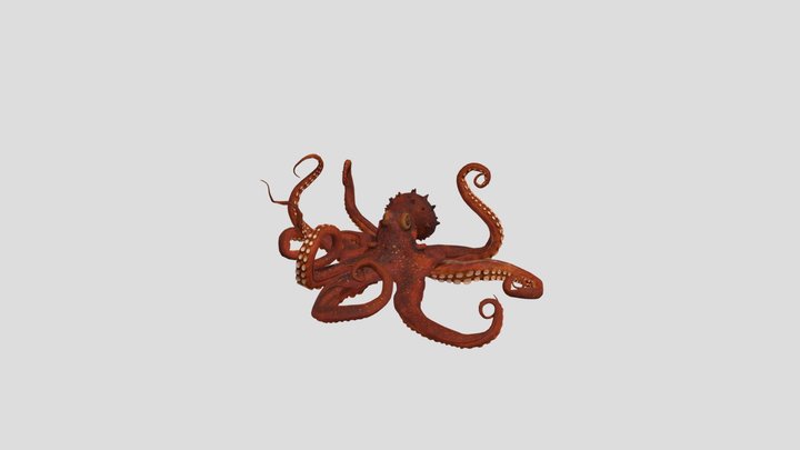 Filum Mollusca; Amalia Hasanah 22320021 3D Model