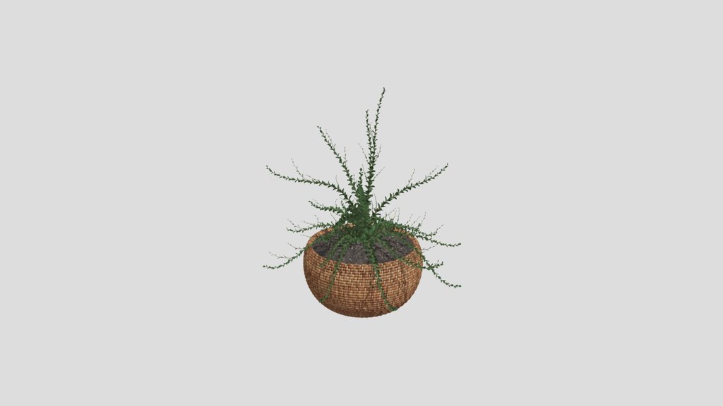 Woven Basket Green Plant