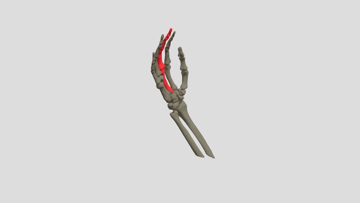 Dedo- Medio 3D Model