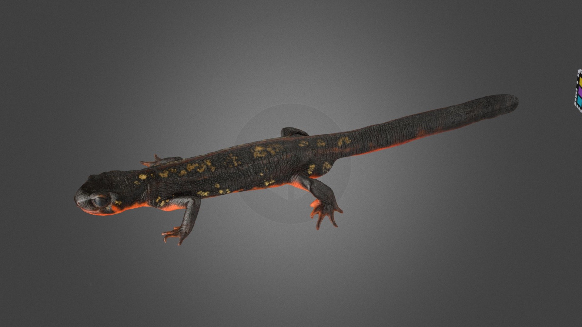 オキナワシリケンイモリ ♂ Okinawa Sword-tailed Newt