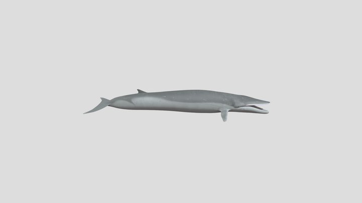 Fin Whale (Rorqual Communis) 3D Model