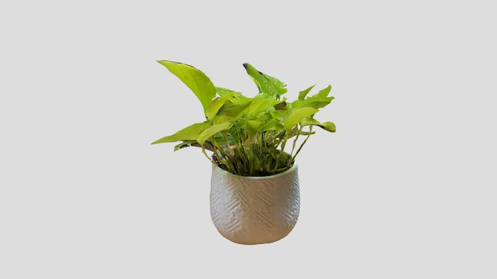 Pothos (House Plant) 3D Model