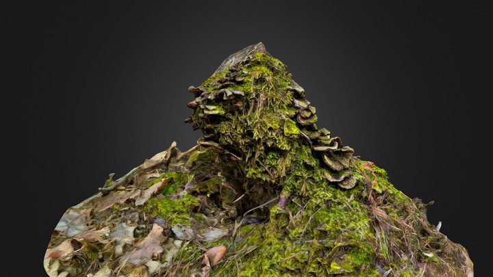 Rotten tree trunk with moss, fungi and ground 3D Model