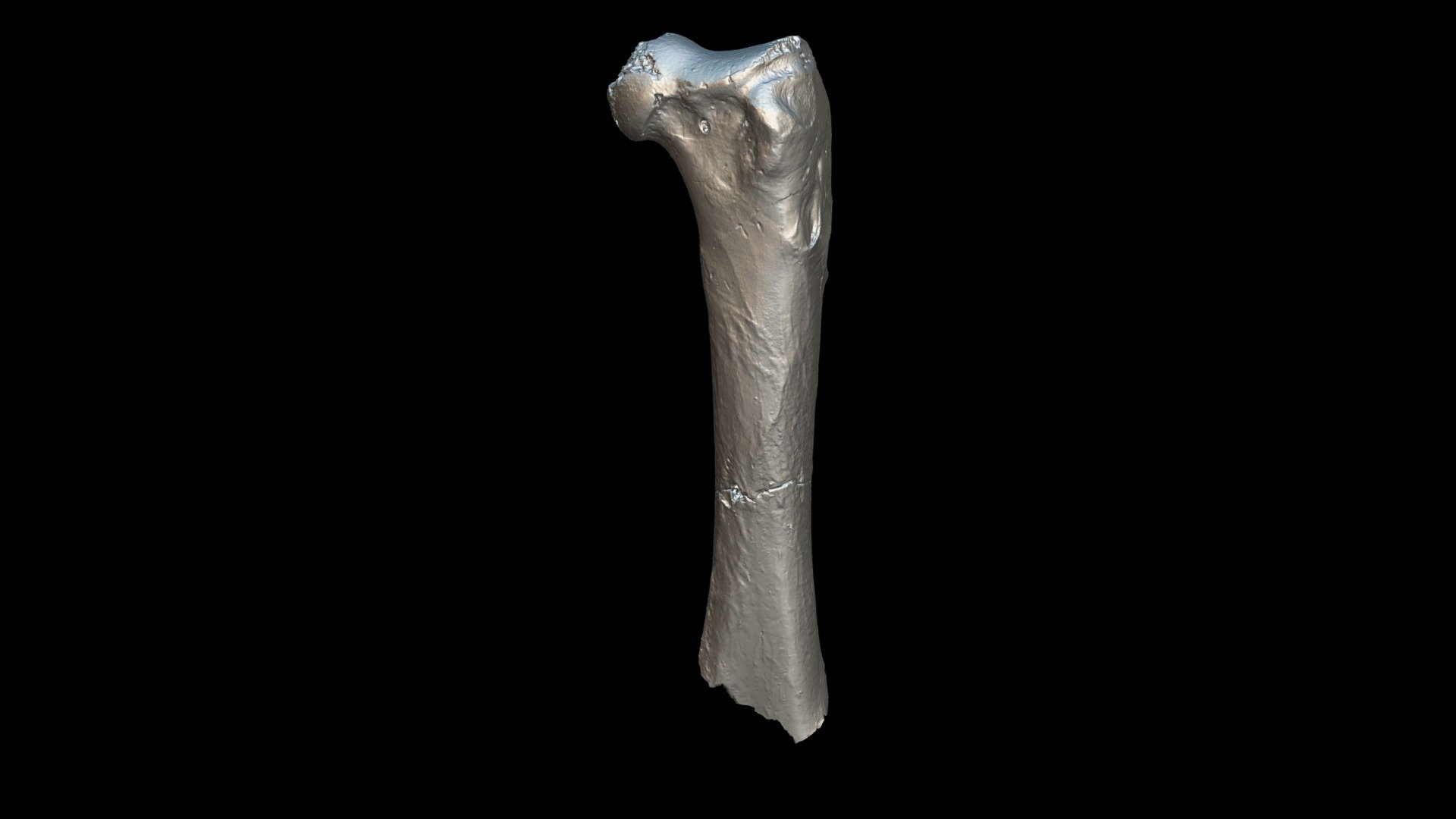 Femur of a bony-toothed bird (proximal part) 2