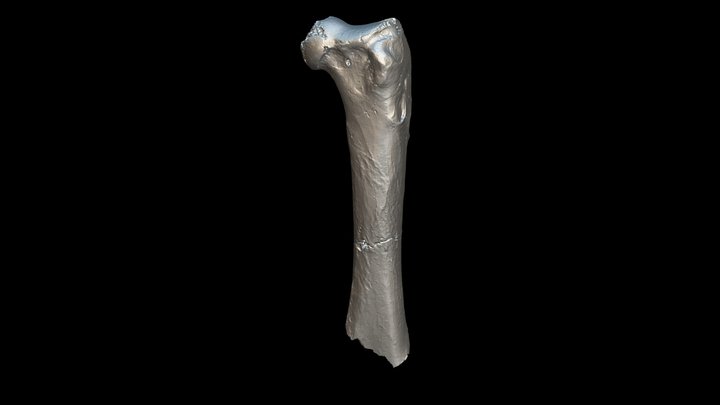 Femur of a bony-toothed bird (proximal part) 2 3D Model