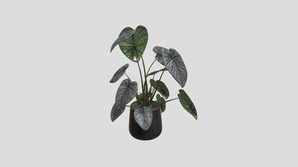 Silver Vein Alocasia