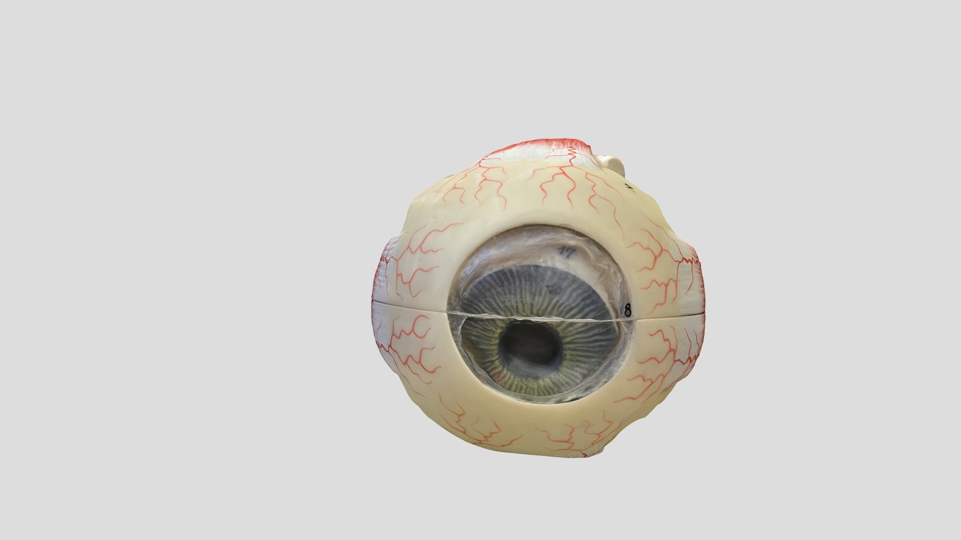 Eye Model3