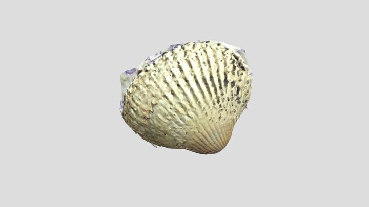 Seashell scanned 3D Model