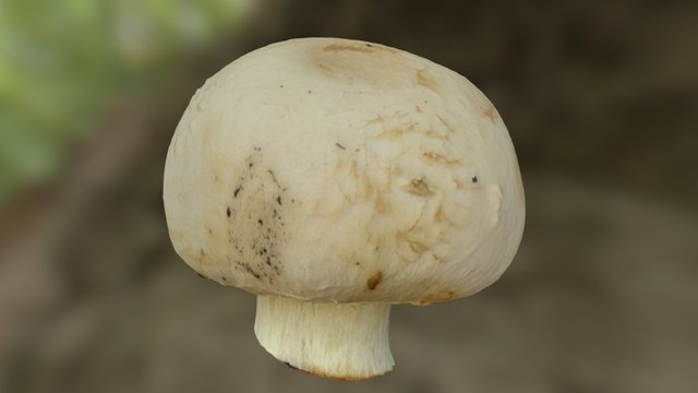 Closed Cap Mushroom Scan (retoplologised) 3D Model