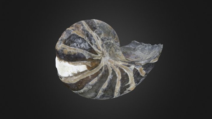 Cephalopod: Eutrephoceras dekayi (PRI 44557) – Modelo 3D gratuito STL