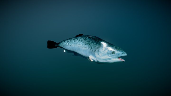Salmon Swimming 3D Model