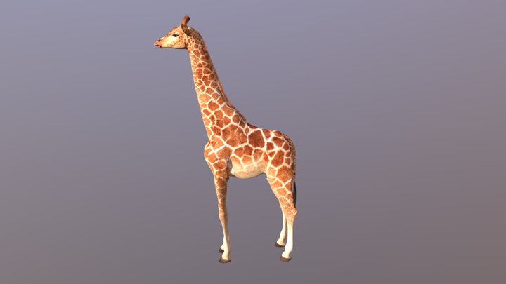 Kirarito Giraffe 3D Model