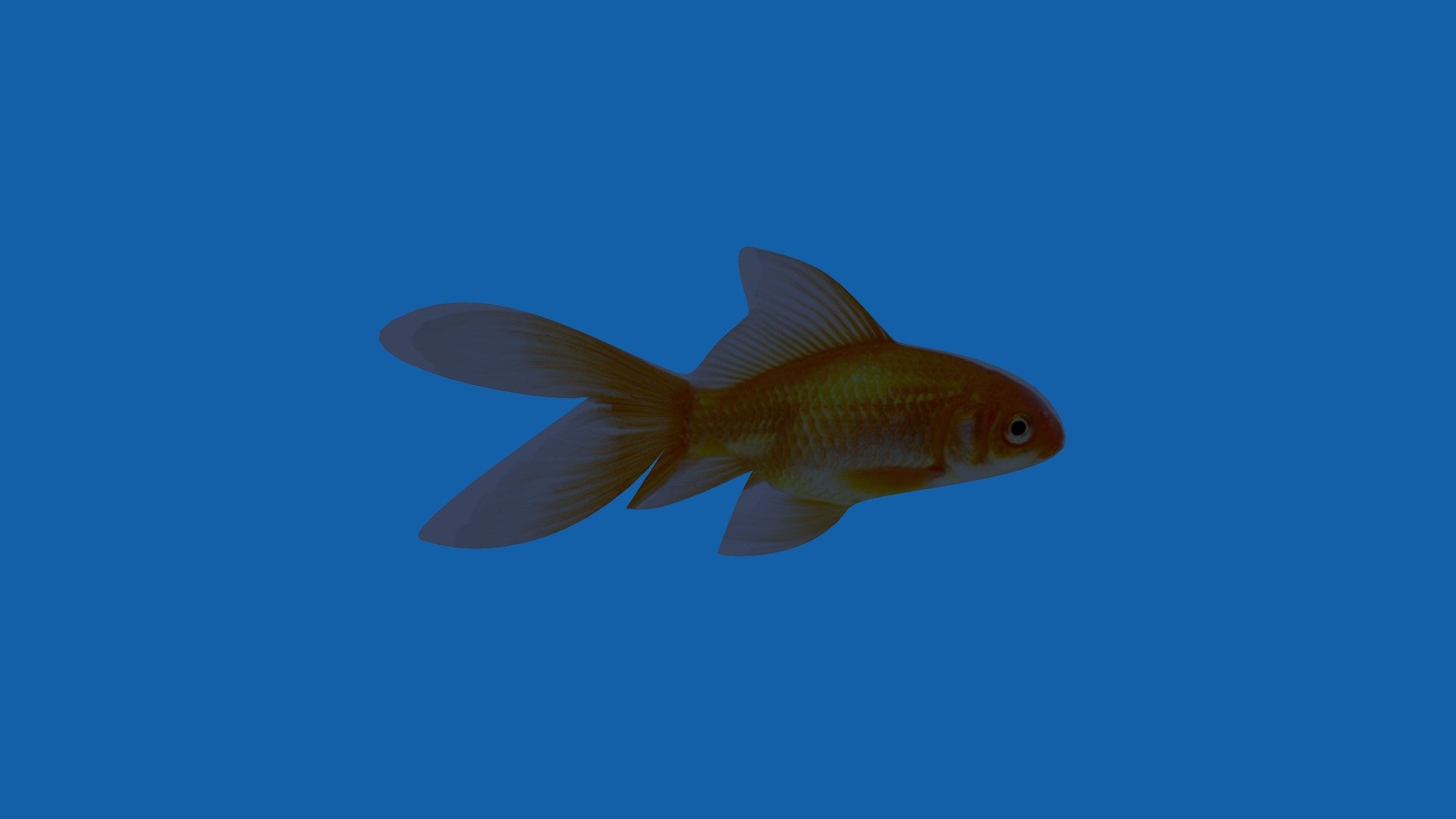 Flat Fish