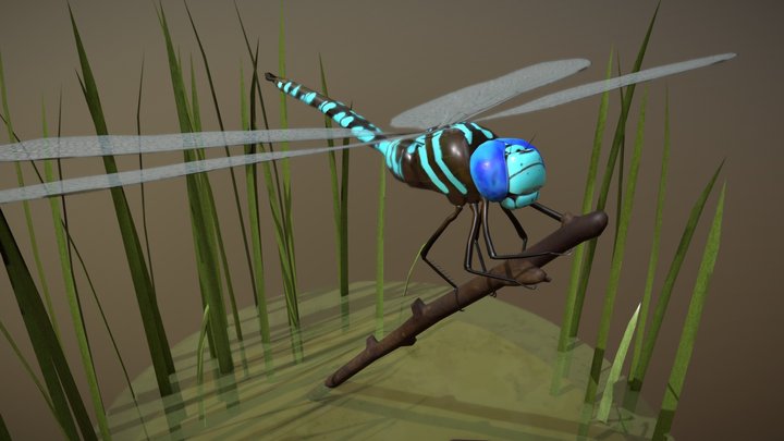 Blue Darner Dragonfly 3D Model