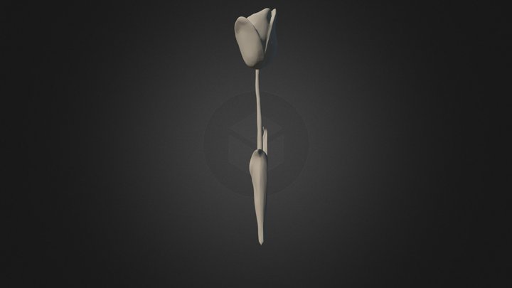 Tulipan 3D Model