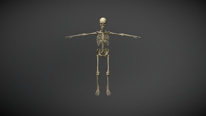 Esqueleto 3D Model