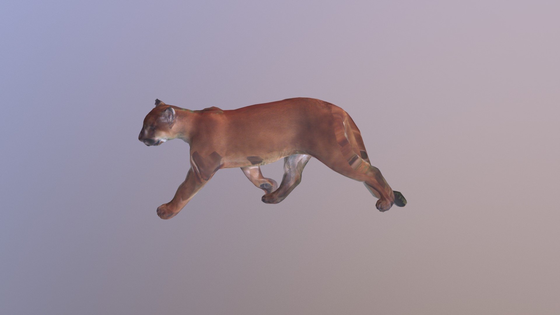 Cougar A Posed 0096
