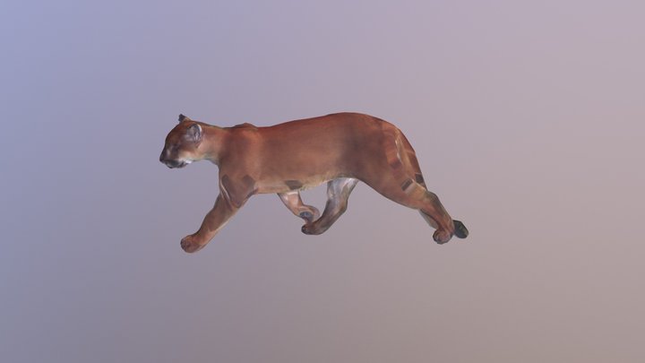 Cougar A Posed 0096 3D Model