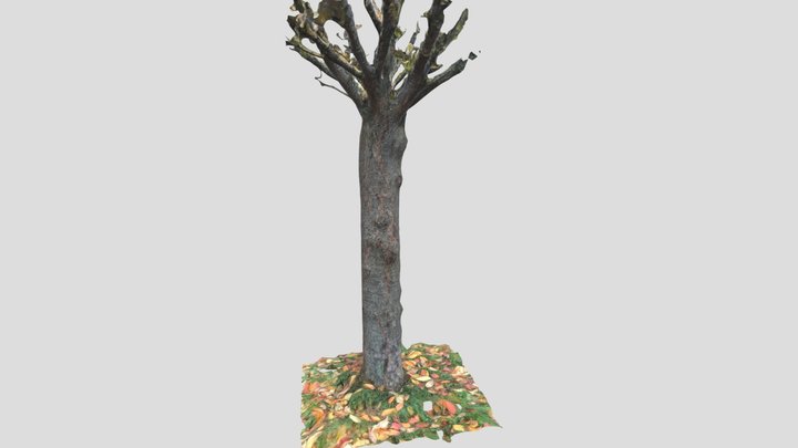Tree Photogrammetry 3D Model