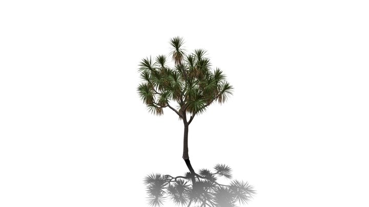 Realistic HD Cabbage tree (44/50) 3D Model