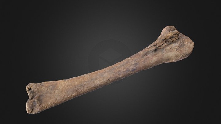 Horse bone 3D Model