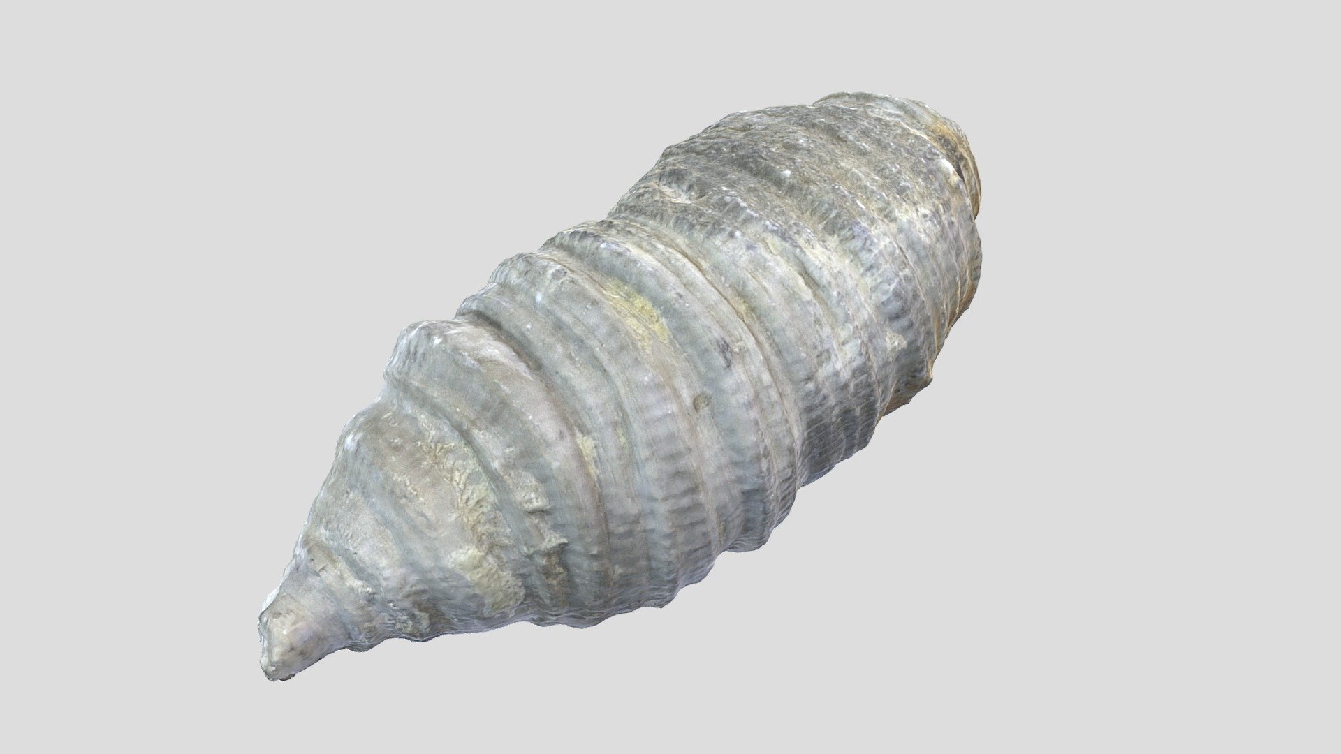 Unknown Fossil