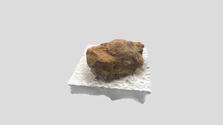 Fossil Bivalve - Echinalosia davidi 3D Model